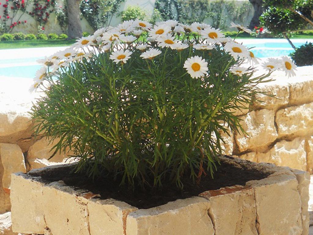 فيلا Il Giardino Dei Carrubi دونّالوكاتا المظهر الخارجي الصورة